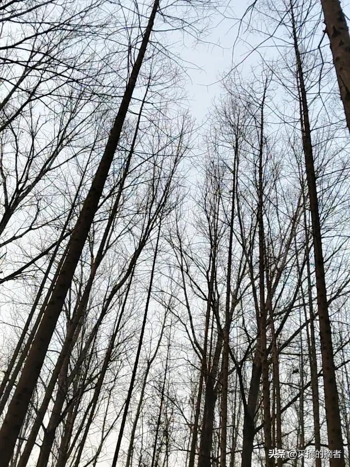 早上六点起床跑步，雾气淡淡的，空气特别清新
耳边全是小鸟叽叽喳喳的叫声
安安静静