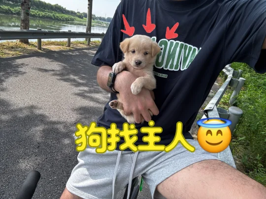 凉水河捡到的狗