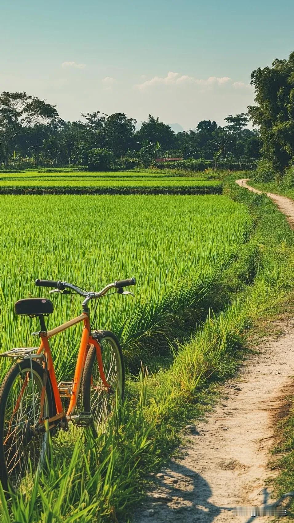 丰收的景象#秋天的田园景观# #记录丰收的景观# #田间的美丽瞬间# #进入秋曰