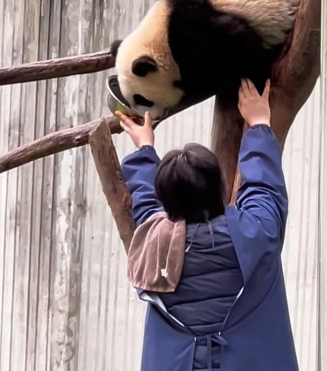 南小月幼崽好幸福呀，它在树上待着，不想下来，奶妈奶爸就伸直手臂给它把盆盆奶递到嘴