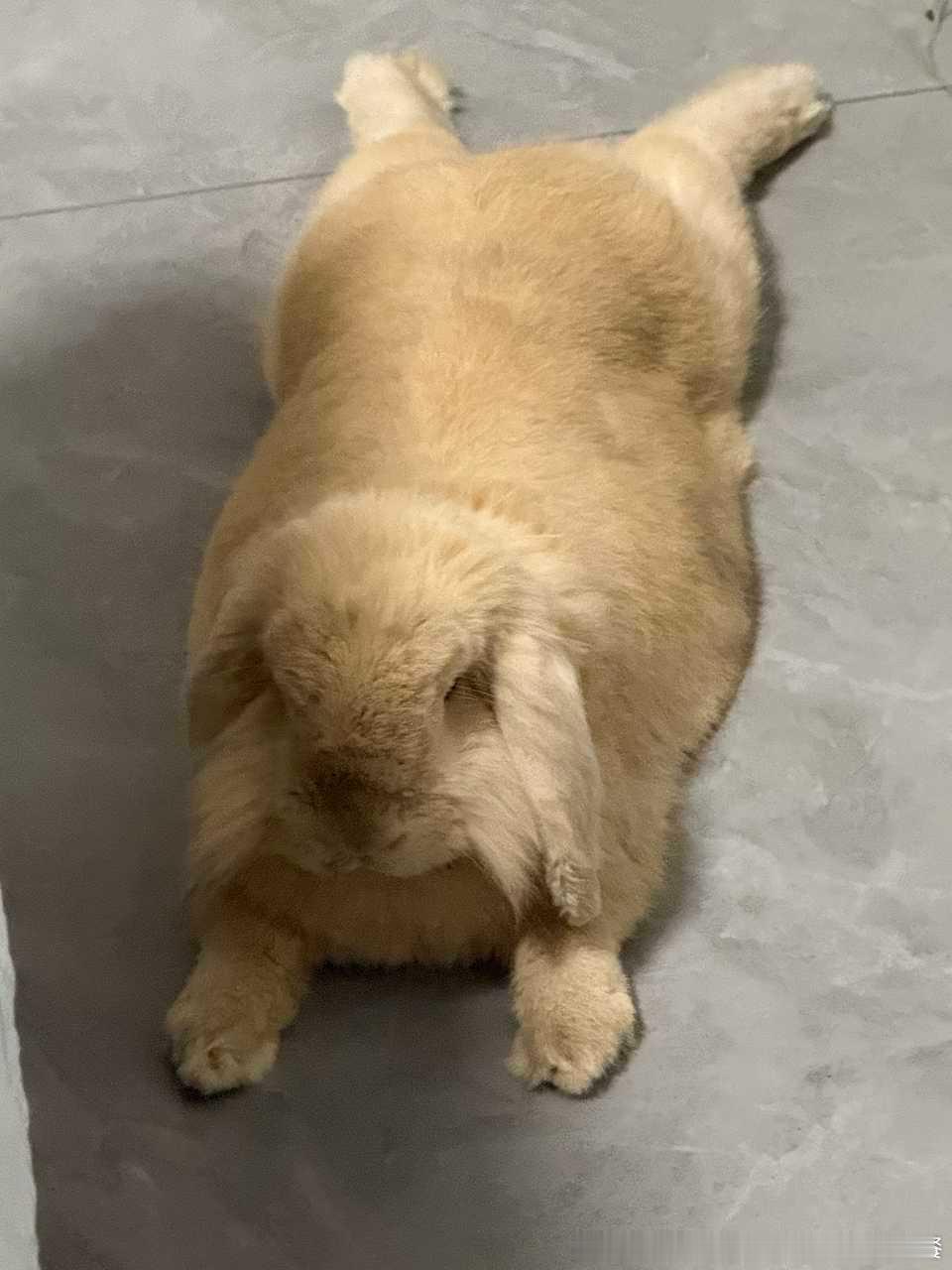 14263🐇【肥兔】会不会有点营养不良了 