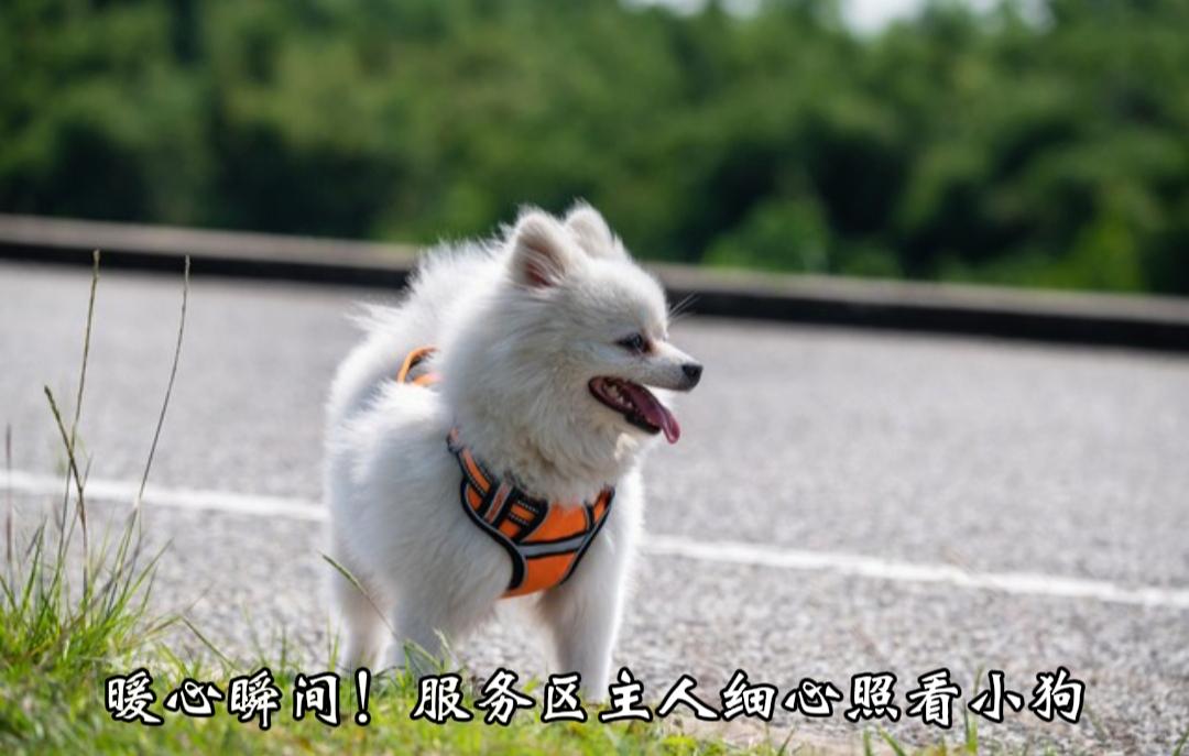 暖心一幕！高速服务区里，小狗下车如厕，主人安静守在一旁细心看护。
长途自驾带上毛