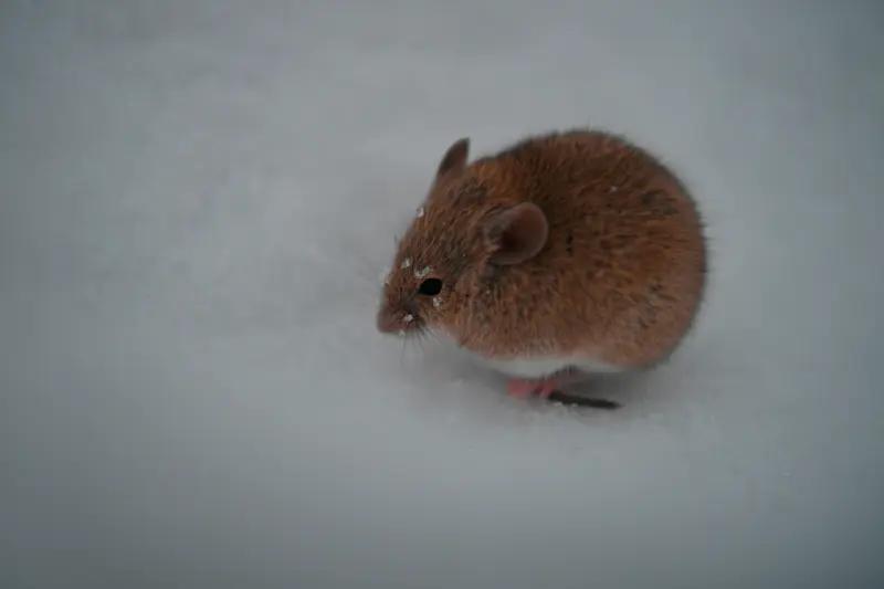 要说生肖鼠配什么生肖好，有几个选择。和属牛人是上等搭配，命理上鼠牛六合。属牛人踏