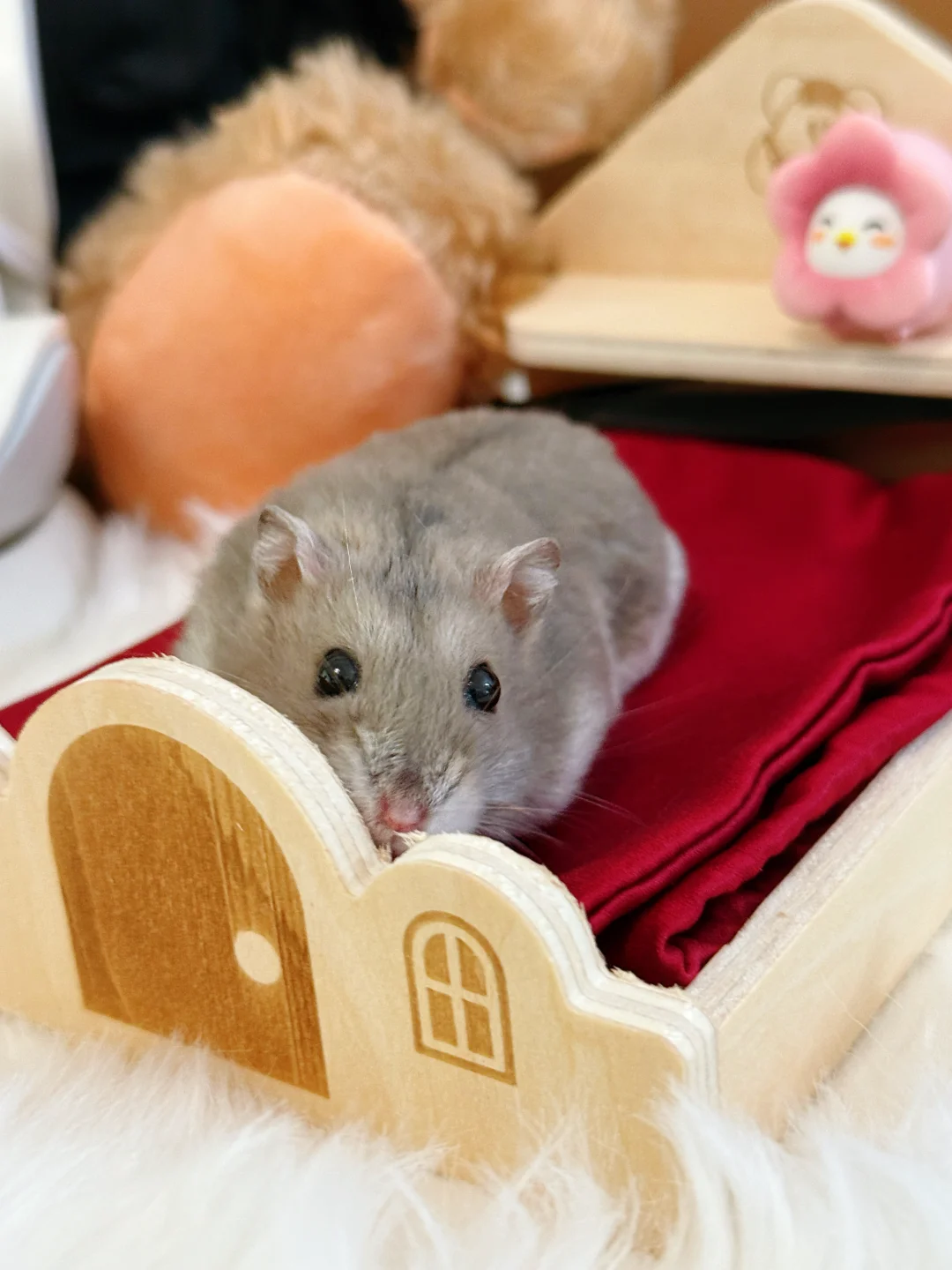 家有萌鼠