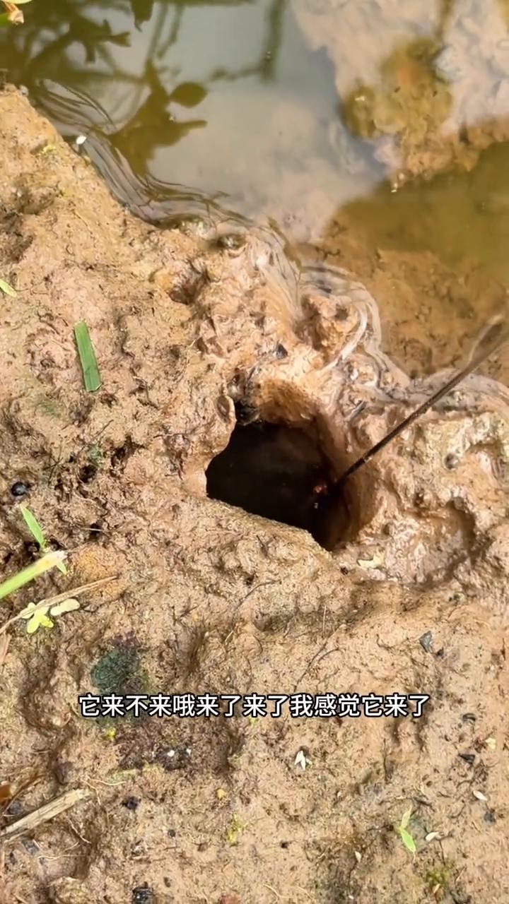 这些鳝鱼大不大？可能七八两是有的。看一下，就在这个洞里面，我看见了的。他说有七八