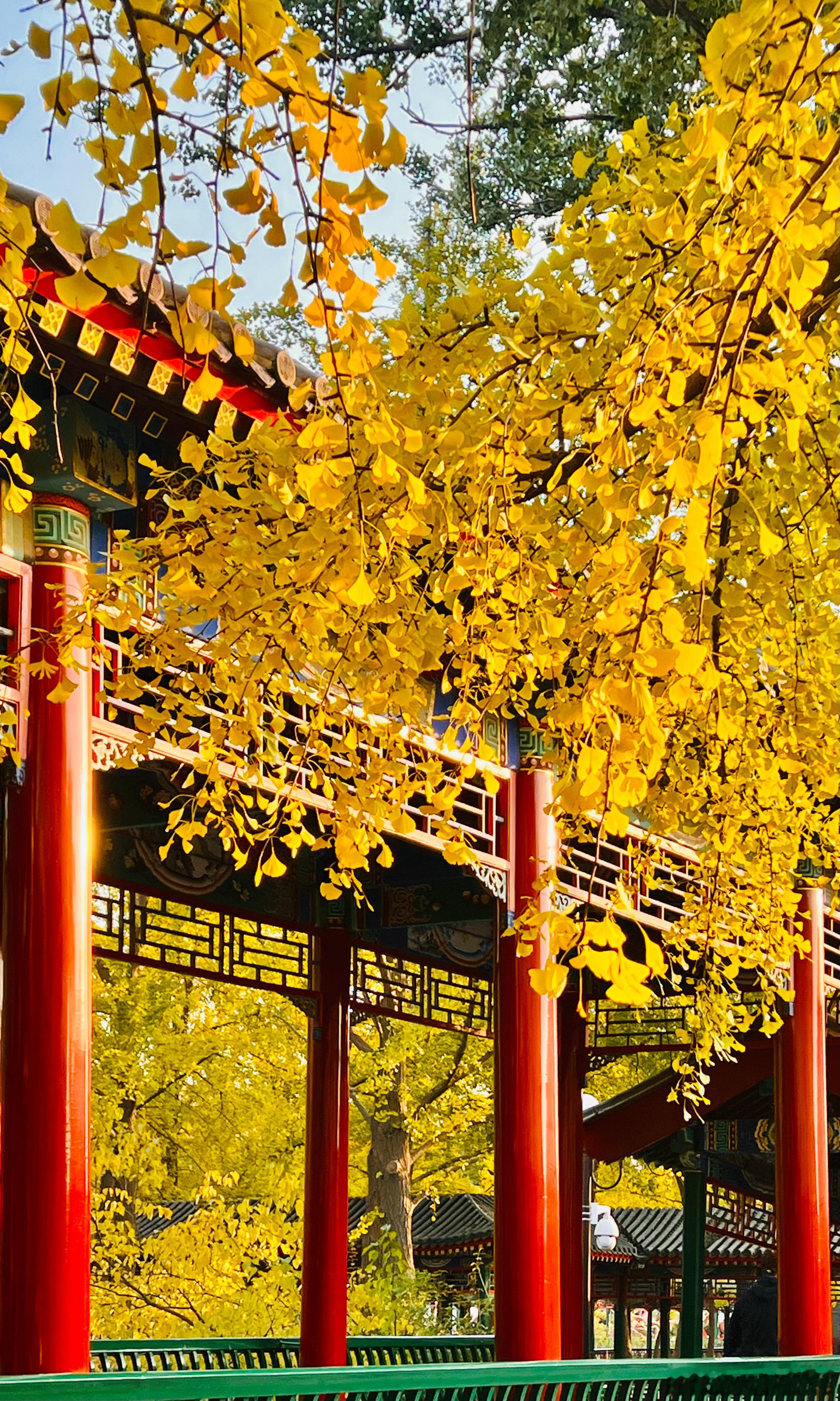中山公园 银杏黄北京秋景如画摄影​​​