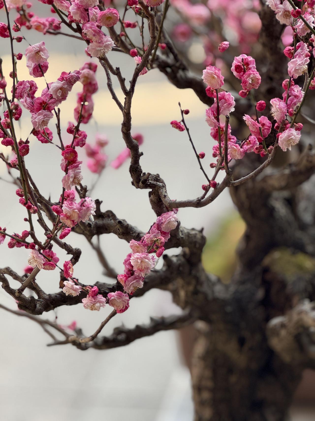 红梅
寒枝一点胭脂色
不与群芳争暖春
雪落满身香愈烈
独开风骨傲红尘