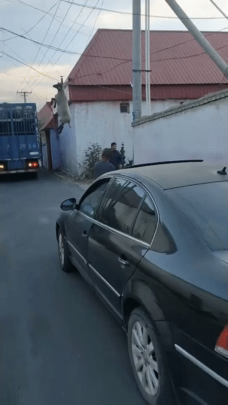 一只活羊突然挂在了电缆线上？
吊在半空中左右摇晃？
幸好只是挂住了羊角，要是挂住