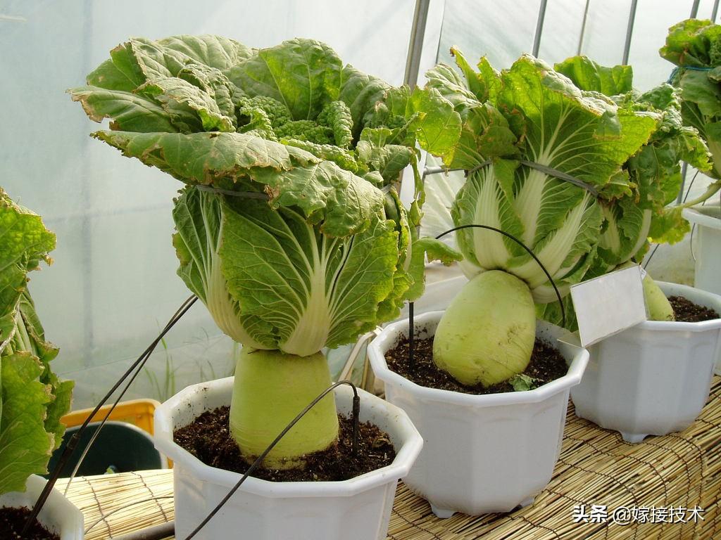 萝卜嫁接白菜 二者合二为一  节省土地 改善味道 一举两得

嫁接是一个好用的方