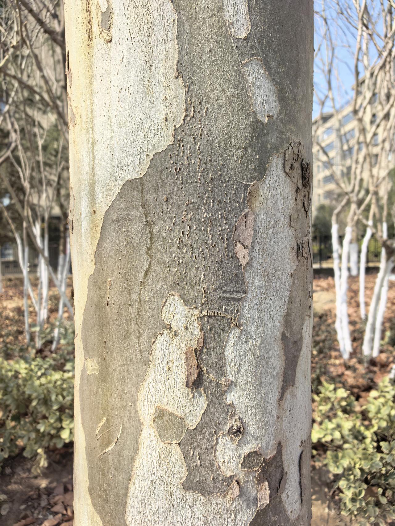 看树干猜树，通过它的树皮纹理和形状，你是否能猜出它是什么树种？！
