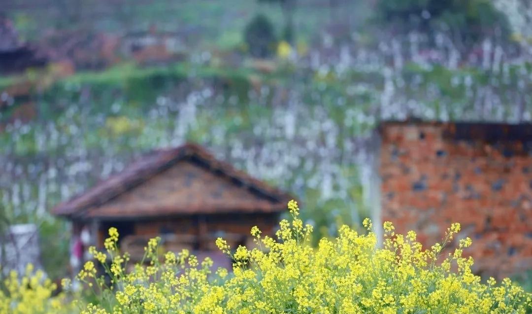 今日春分′
抬头皆春光，万事有奔头

今天（20日）是农历二月初二“龙抬头”🐲