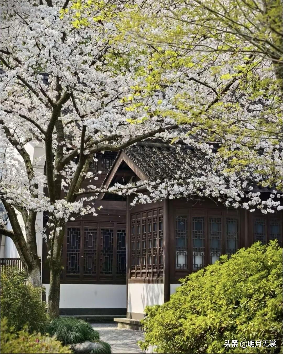 花落旧时院，春满古木阴。