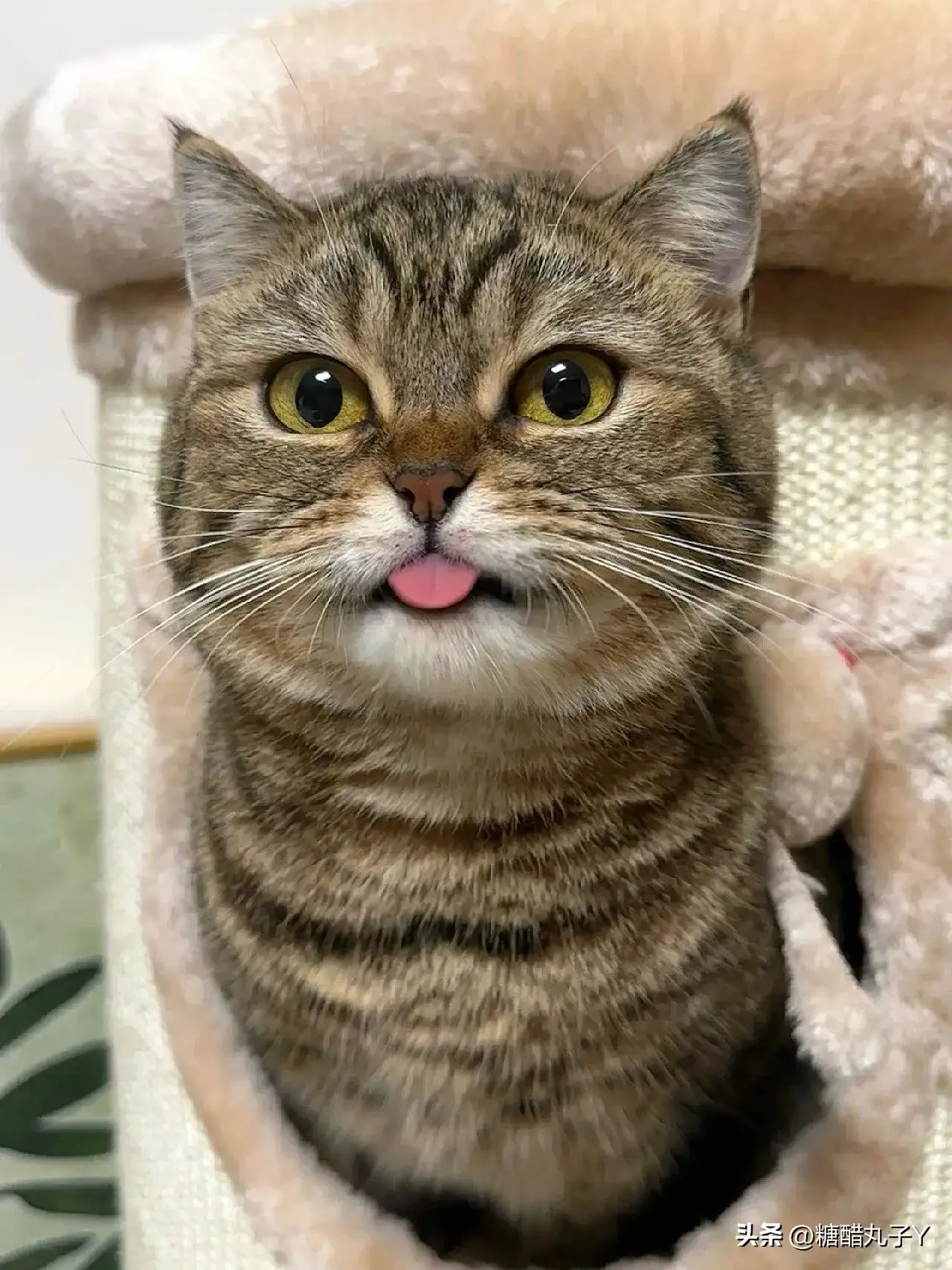 大家一定要警惕这种猫猫头