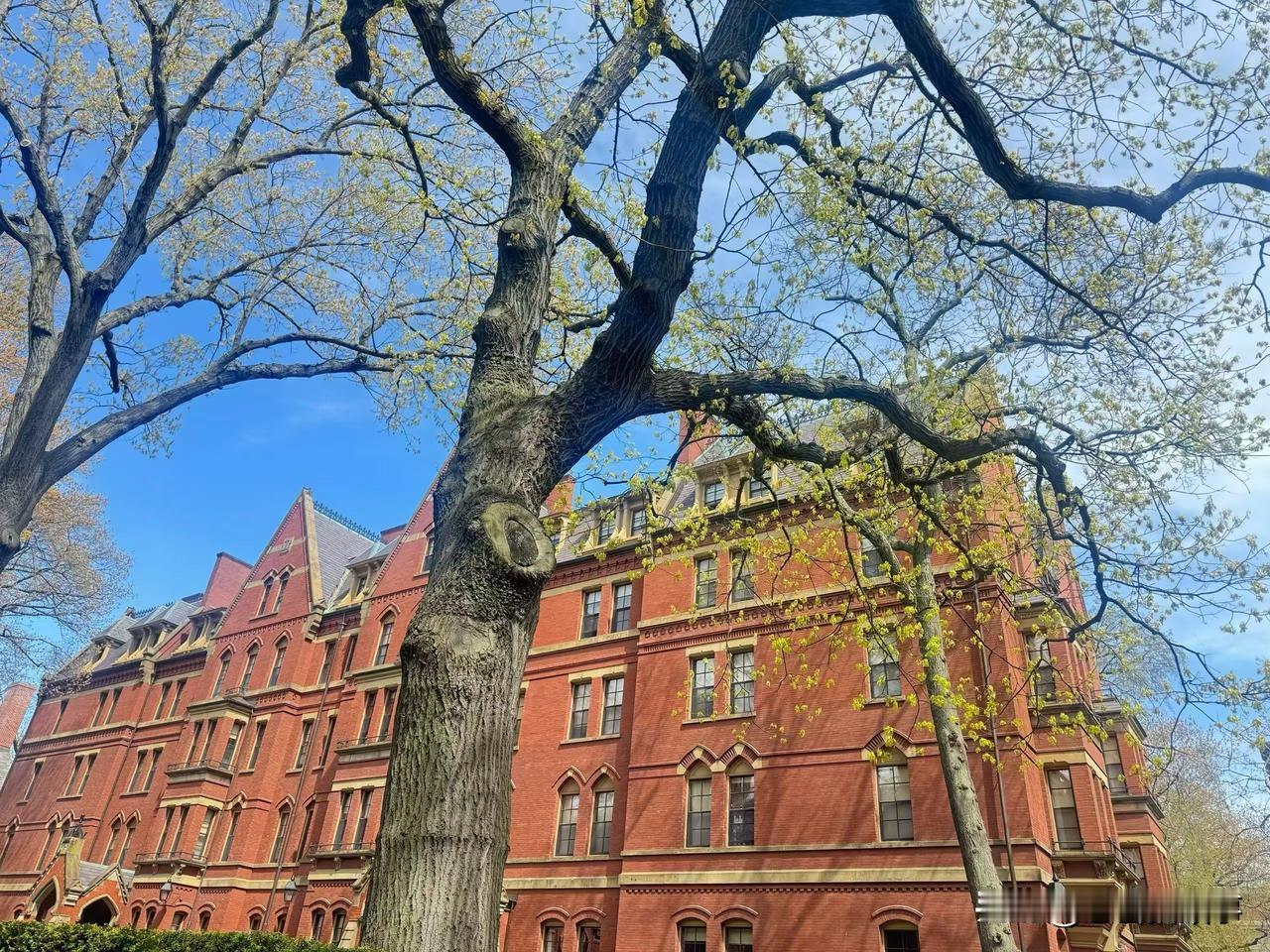 春归去，记录下了繁花中的哈佛！这座享誉世界的顶尖大学！