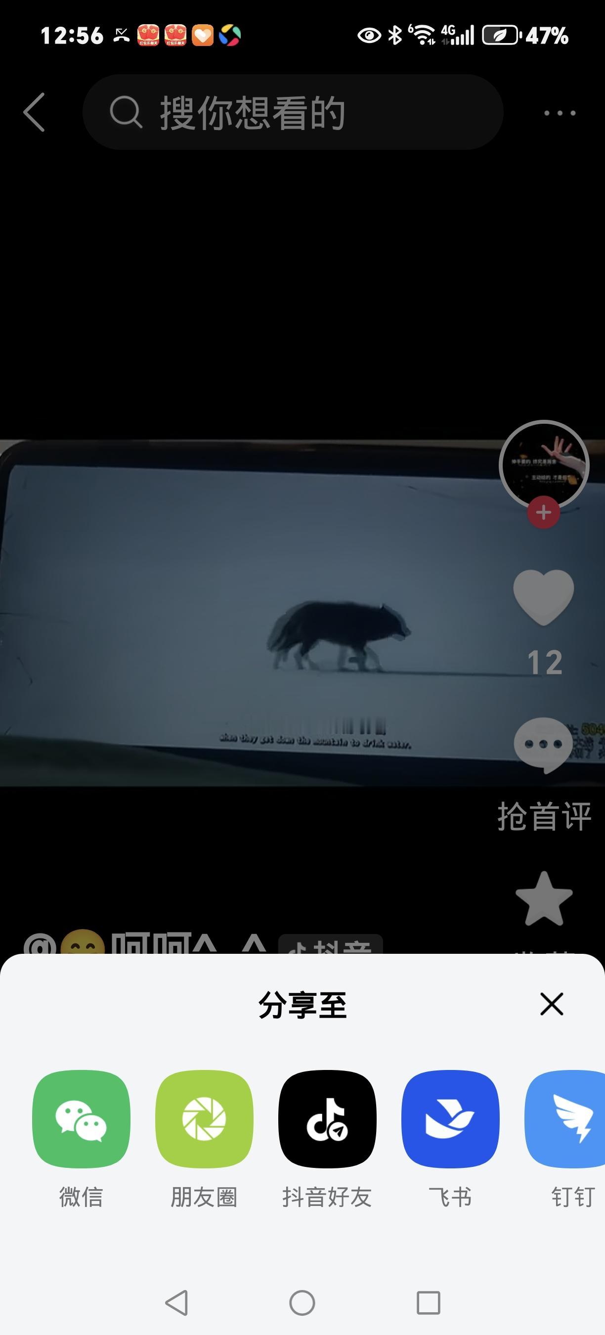 2026年抖音爆火的一条视频，让两亿人看哭！若尔盖草原上，一只高龄老狼叼着红腰带