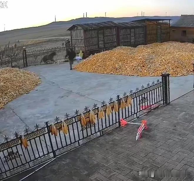 11月18日黑龙江省七台河一村庄突现野生猛兽老虎，冲撞一户人家的铁们栏，该户村民