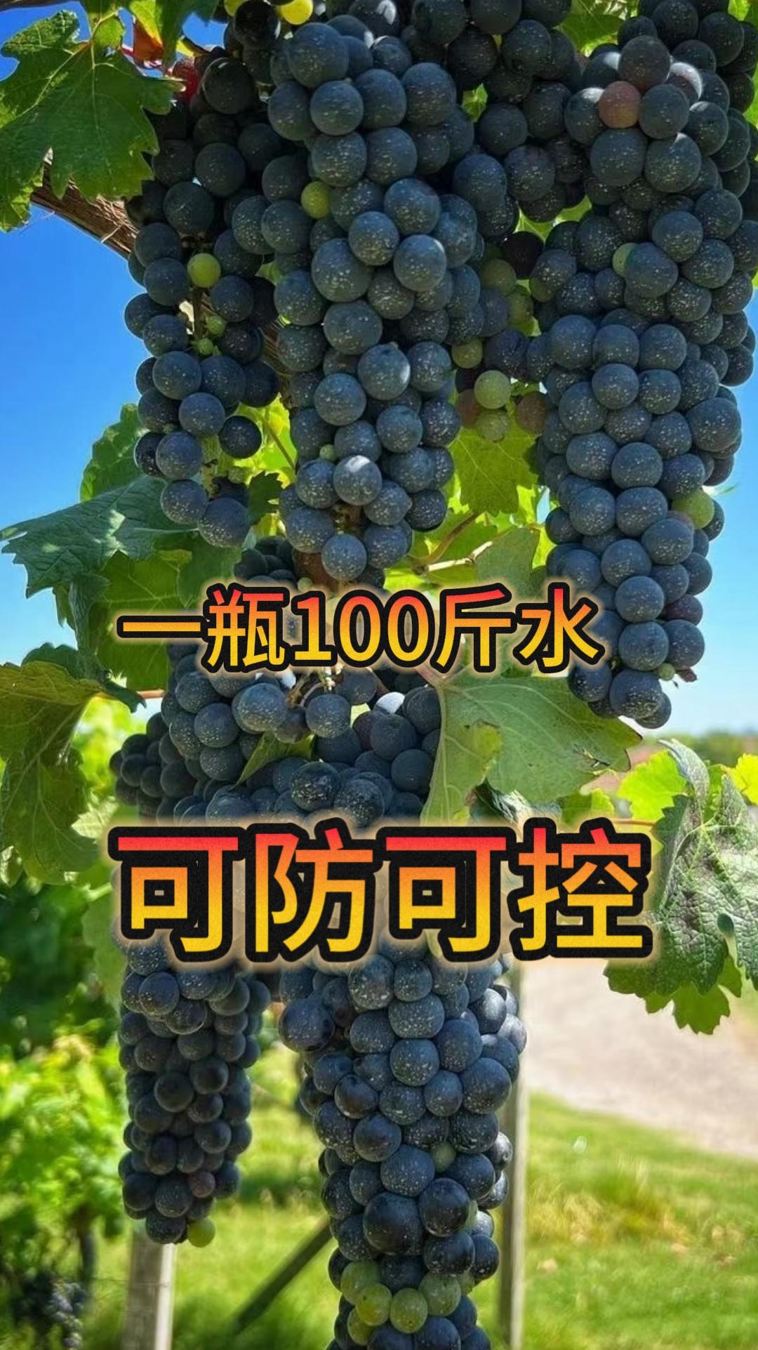 葡萄菌立清