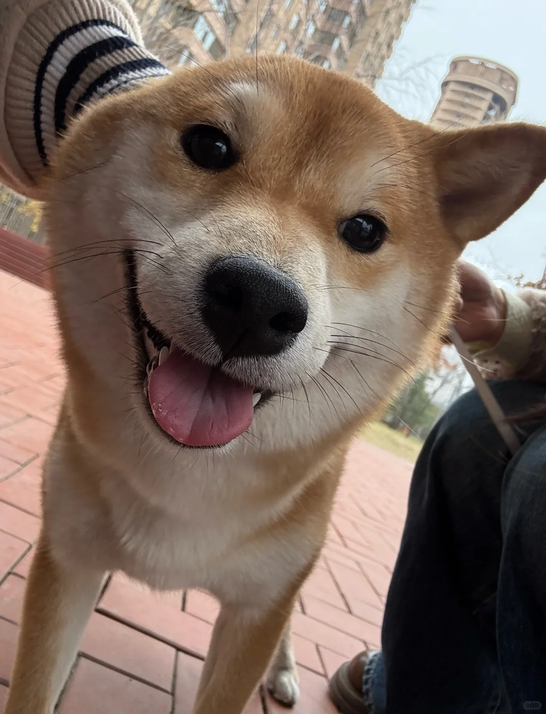 秋天和小柴很配哦