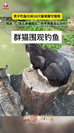 看完这段有趣的视频，真的被治愈又逗乐了。广东一位男子户外钓鱼，打好窝准备垂钓时，