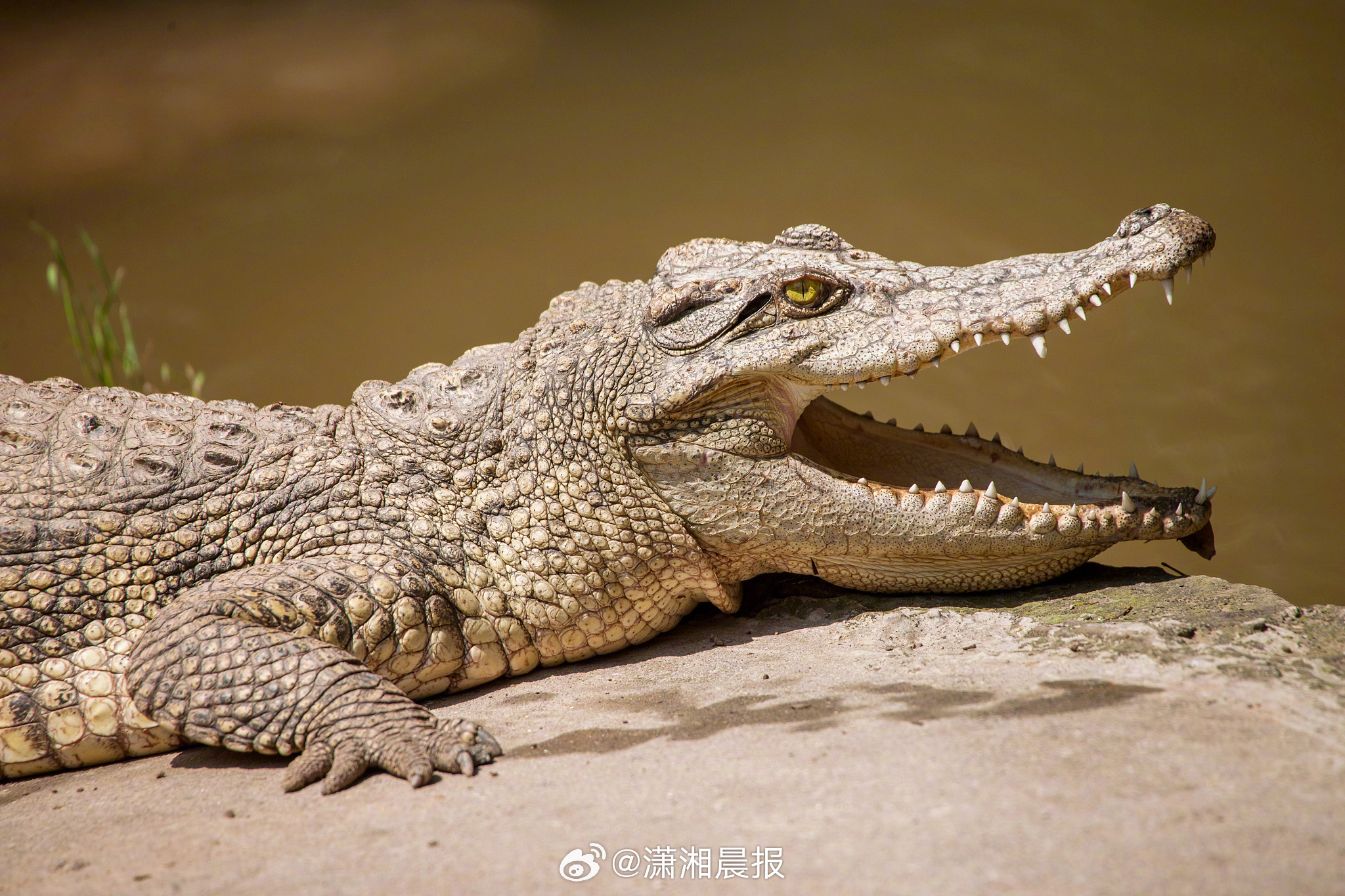 【#印度鳄鱼躲床底被五花大绑后带走#】据海客新闻，《今日印度》网站3月22日报道