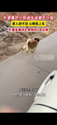 太有灵性了！江苏一老人离世，家人将其送去火化，没想到，车子刚启动，老人养的小狗就