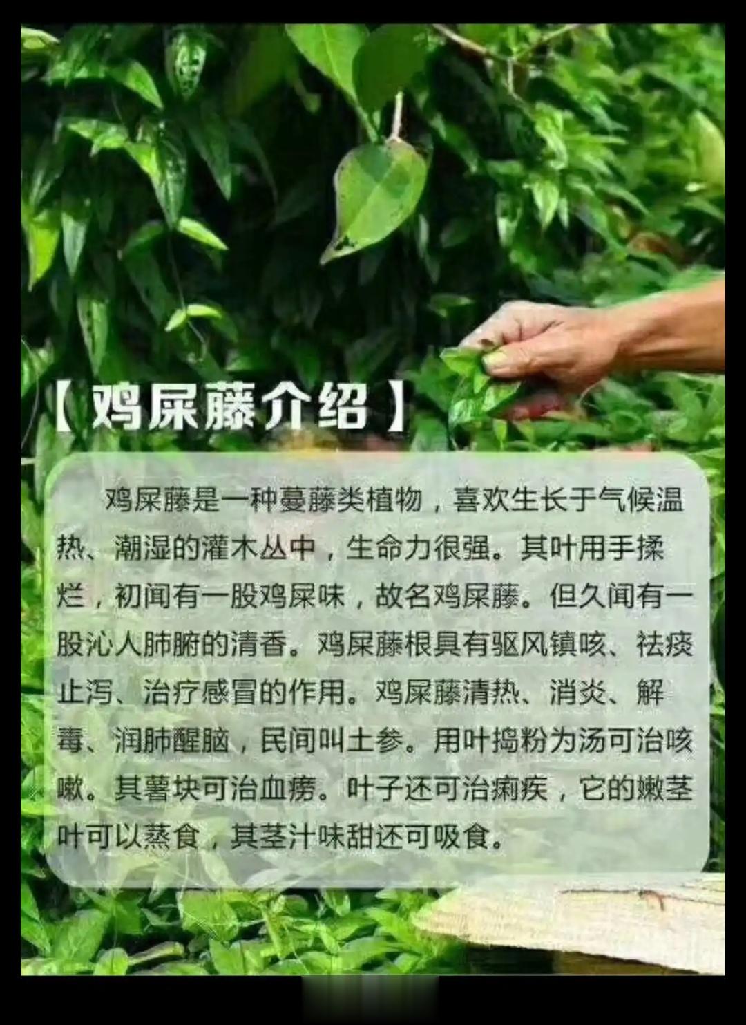 鸡猪煎疗牙痛！【#中草药研学记#】【#每天一味中草药# 】“牙痛不是病，痛起来要