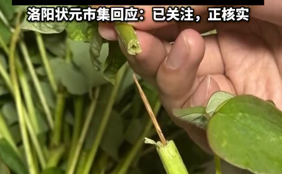 游客吐槽洛阳售卖牙签固定断头牡丹这哪是牙签啊，是扎在游客心中的刺！洛阳牡丹，你辜