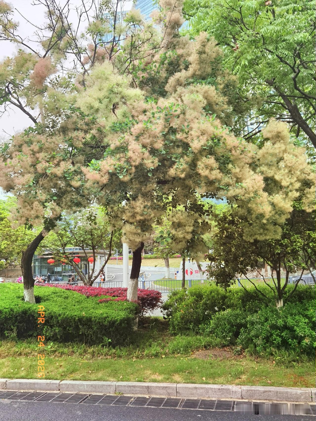 今天随手拍了合肥天鹅湖畔的一棵独特树。这棵树和周围那些规规矩矩的树截然不同，它的