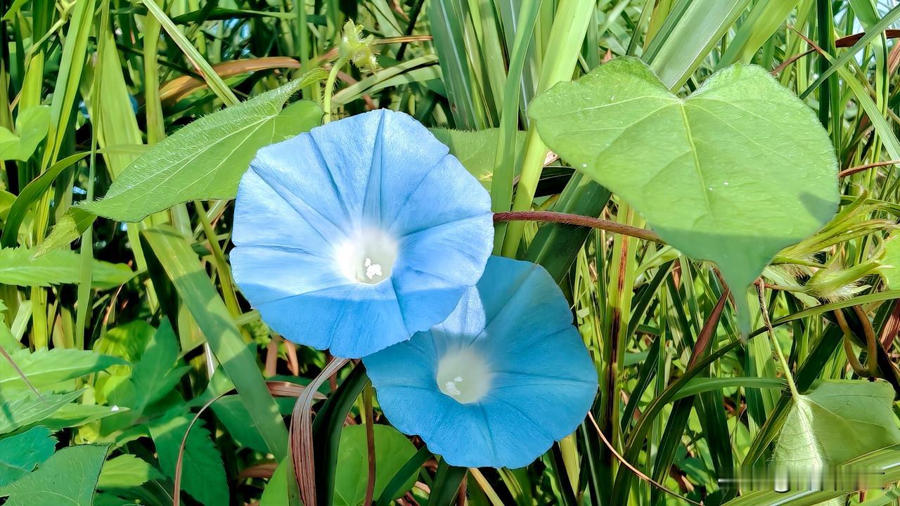 上联：蓝花似海招人爱
下联：紫蕊如霞惹客怜