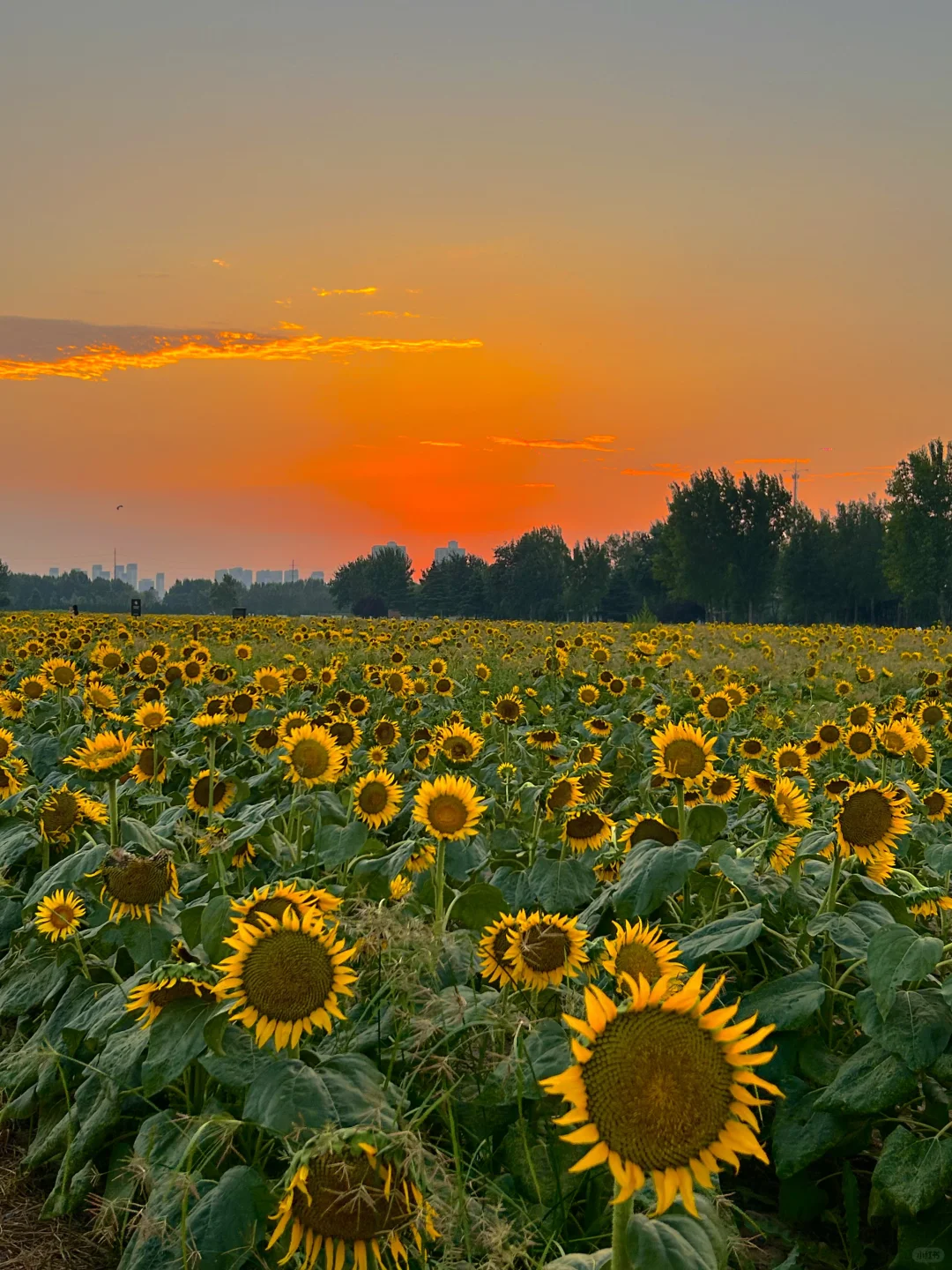 西安·汉长安公园·落入浪漫的向日葵花海🌻