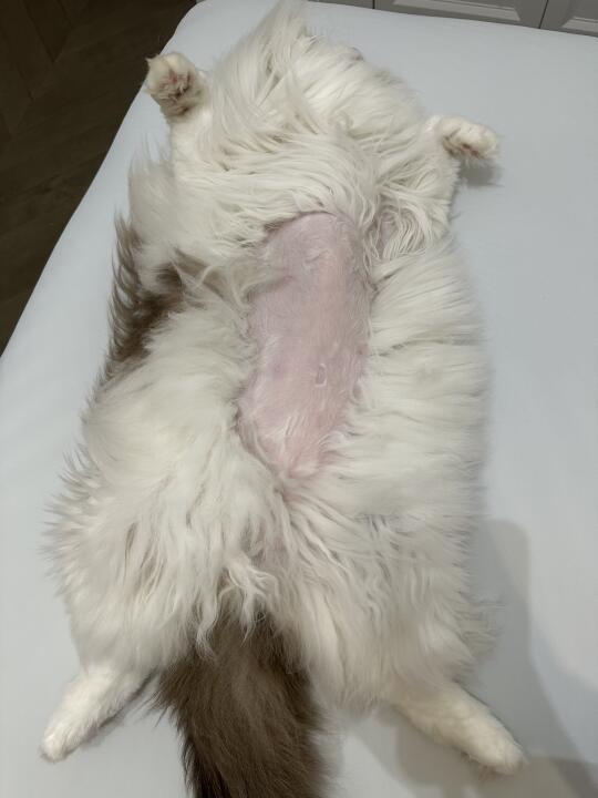 山姆的三件套用了果然会长猫😄