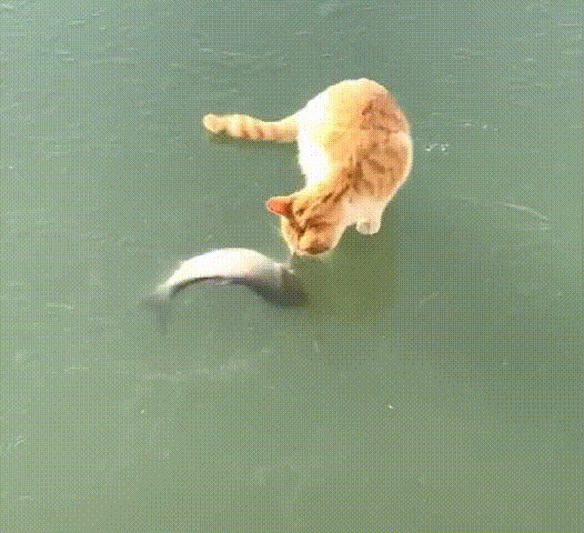 猫咪：我用什么办法。才能喝上一顿鲜美的鱼汤呢