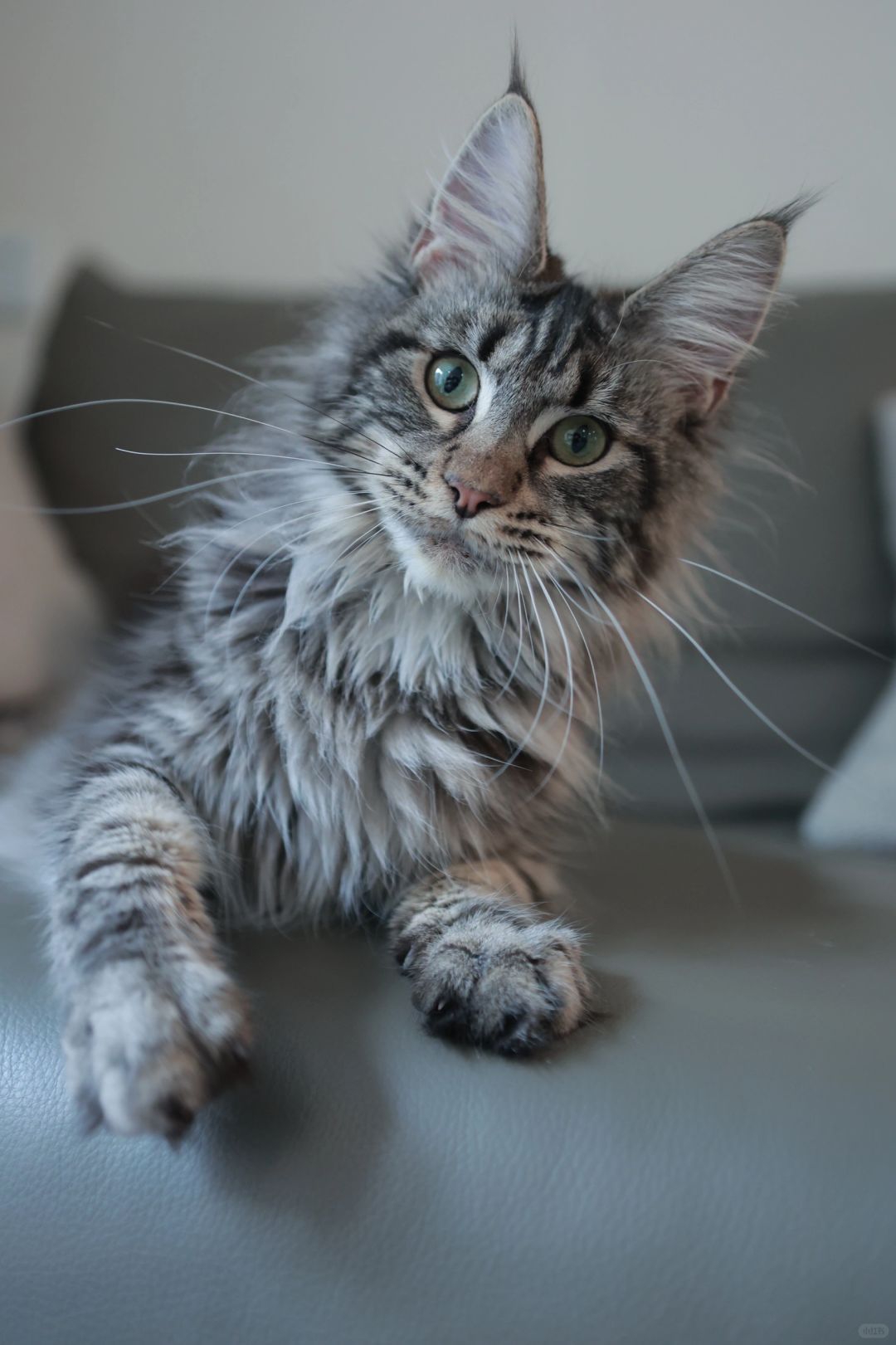 缅因｜特价缅因妹妹 蹲新家