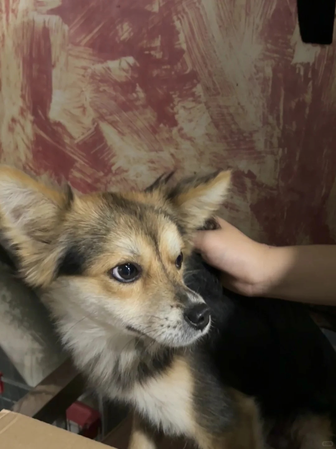 楼下新来的超绝钝感力街猫小橘