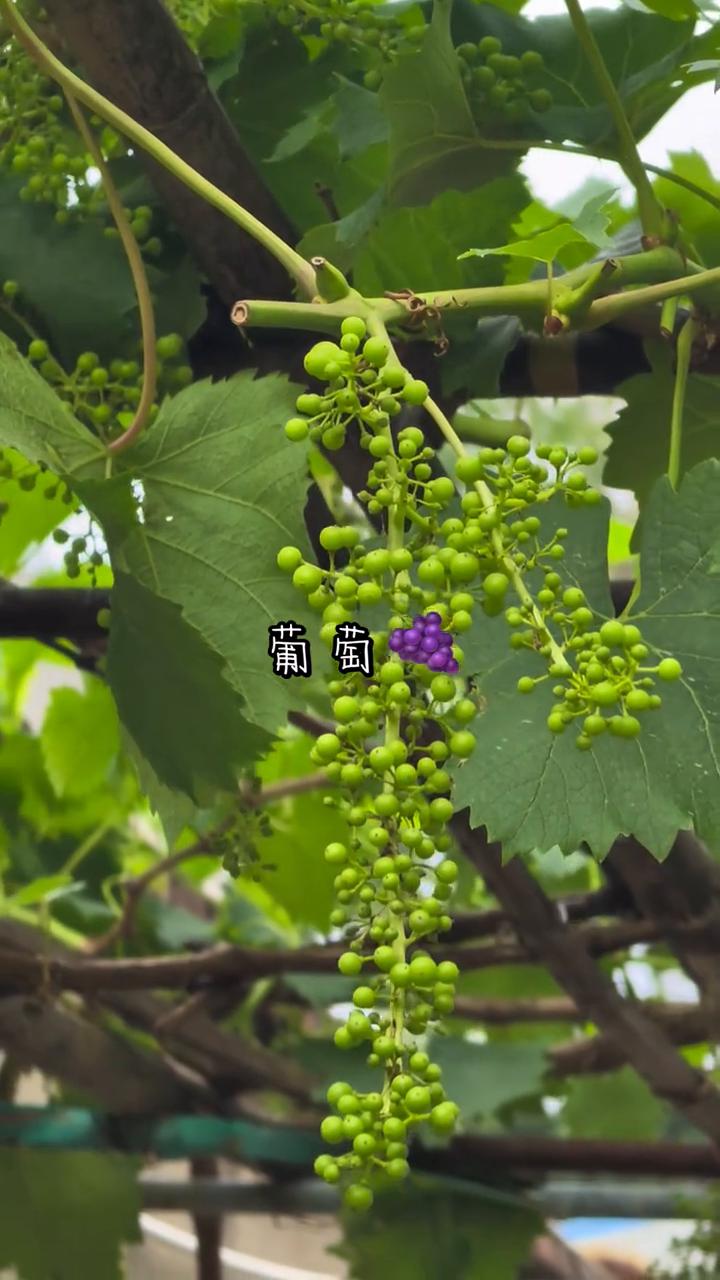 葡萄。