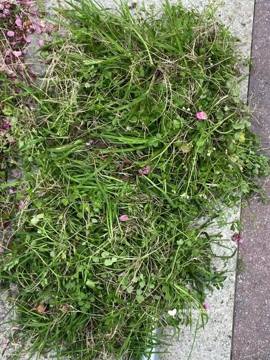 物业问我一堆杂草拿去干嘛～我没好意思回答