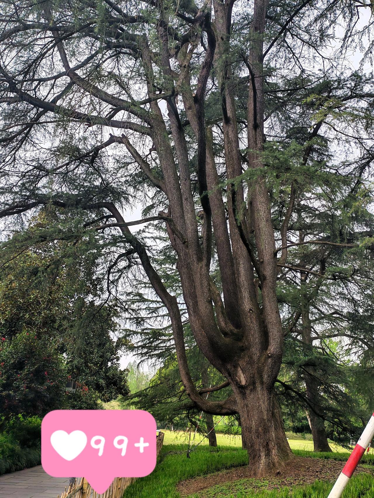 今天逛公园，抬头撞见这棵几人合抱的雪松，瞬间被震住了。
 
它站在这儿几十年、上