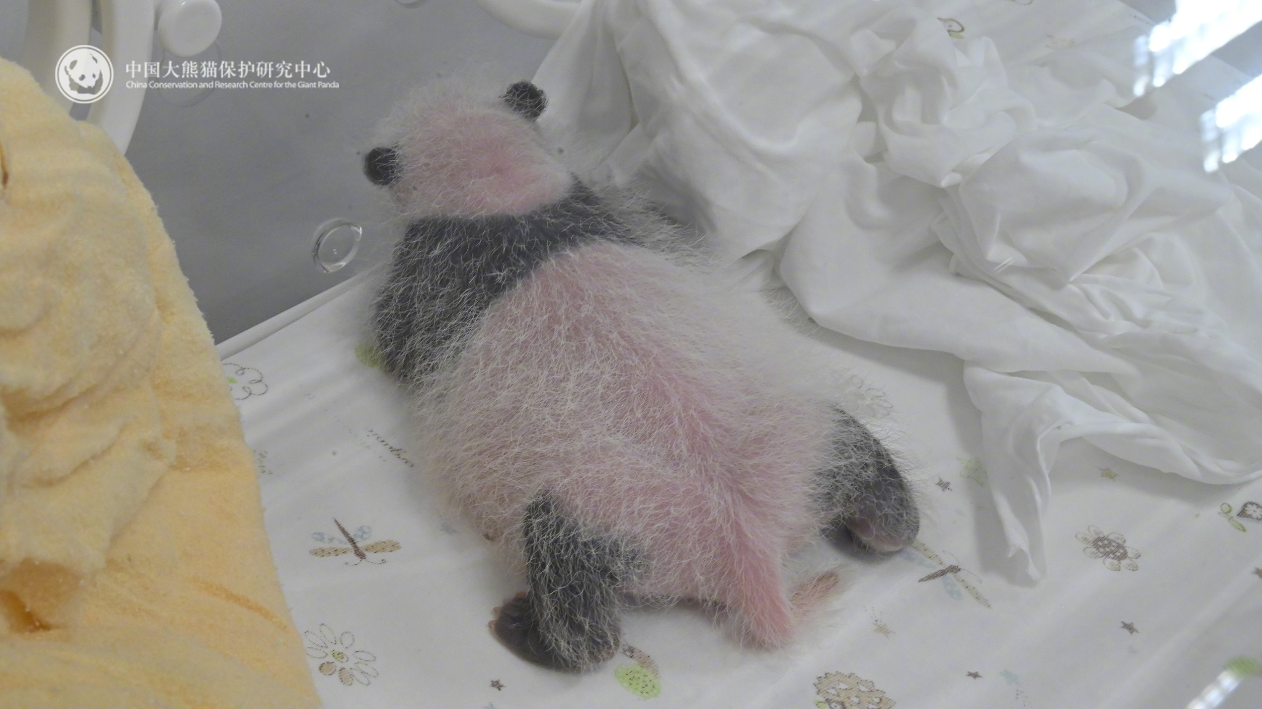 不愧是亲生的！ “宝宝”大崽在妈妈的爱里茁壮成长，连睡姿都和妈妈一模一样～（来源