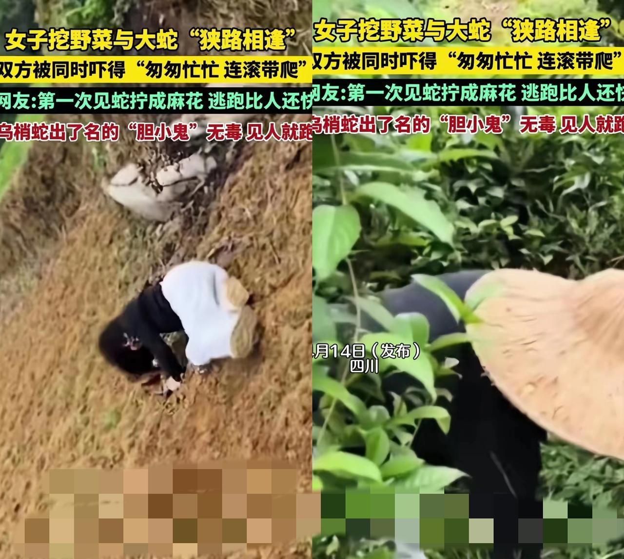 笑不活了！
      四川一女子上山挖野菜，竟和一条大蛇上演了双向奔逃的名场面