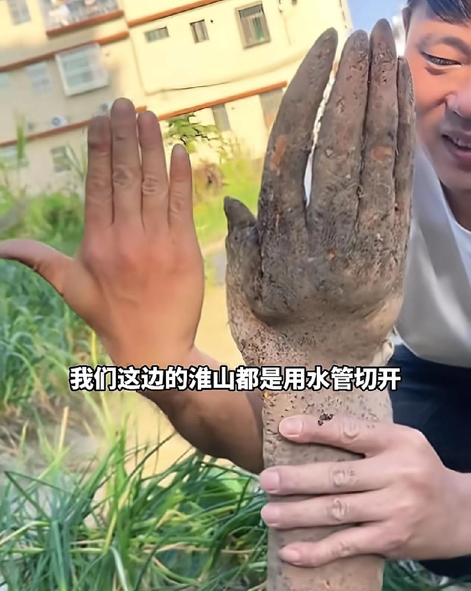 太神奇了，山药竟长得和人手一模一样，还有手指甲！

今日，广东揭阳揭西县一村民黄