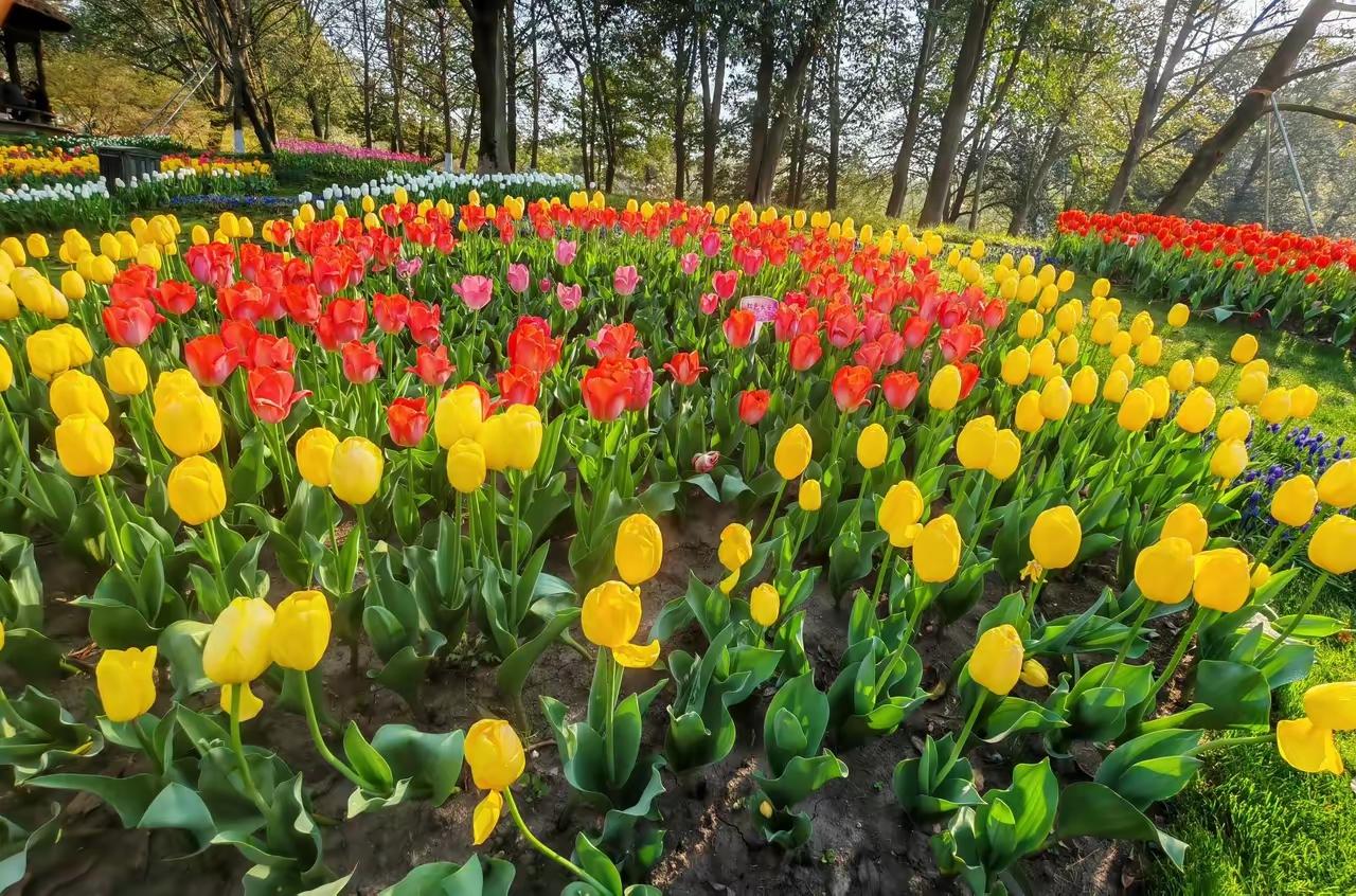 今天去西湖逛了一圈，本来满心期待，结果却遇上了点小波折。
我心心念念的多瓣双色桃