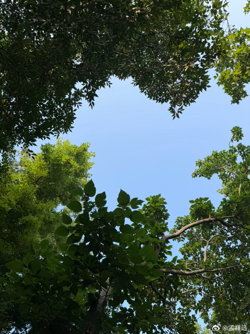 仲夏的早晨 