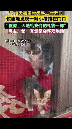 “猫来财！”黑龙江绥化，新婚夫妻结婚第二天，早上妻子一开门发现2只小猫咪蹲在门口