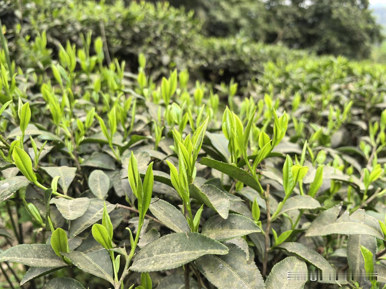 虽然说大家每天都在地里忙碌着采茶叶，但今年茶价太低各家各户情况都差不多，每天根本