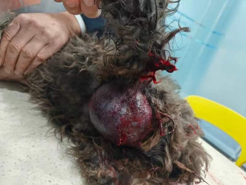 贵宾，11岁，公犬，6kg。主诉四五个月前腿受过伤，跛行。后来腿上起了小肿包，触
