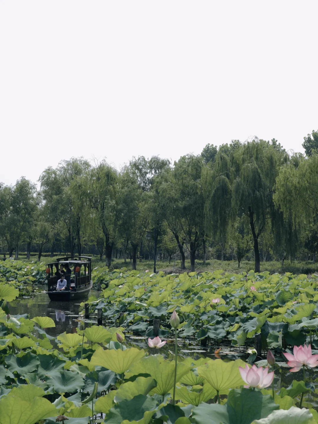 户外影像周|杭州赏荷集合地，还有摇橹船‼️