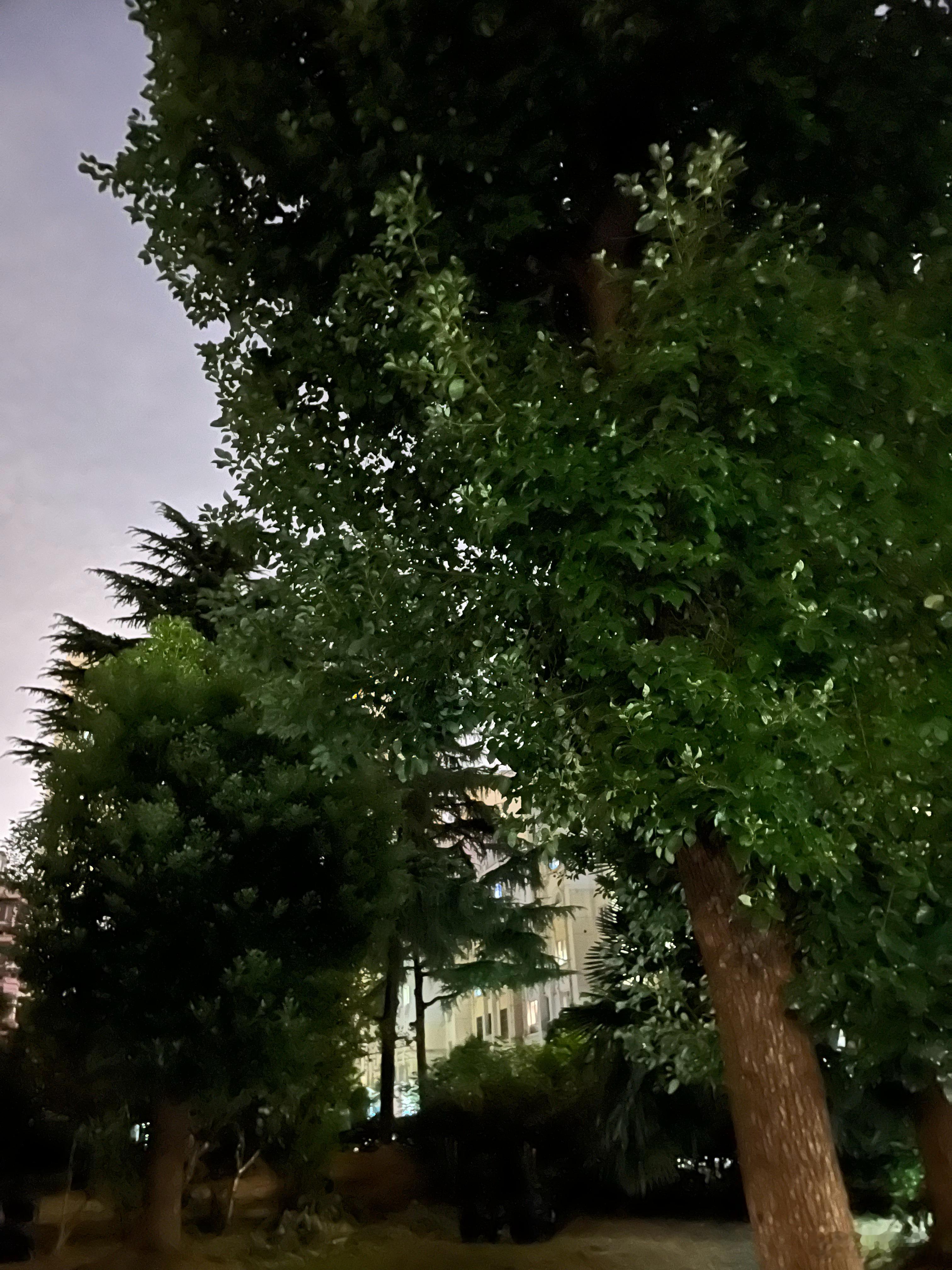 晚风拂树，草木安然🌳 ​​​