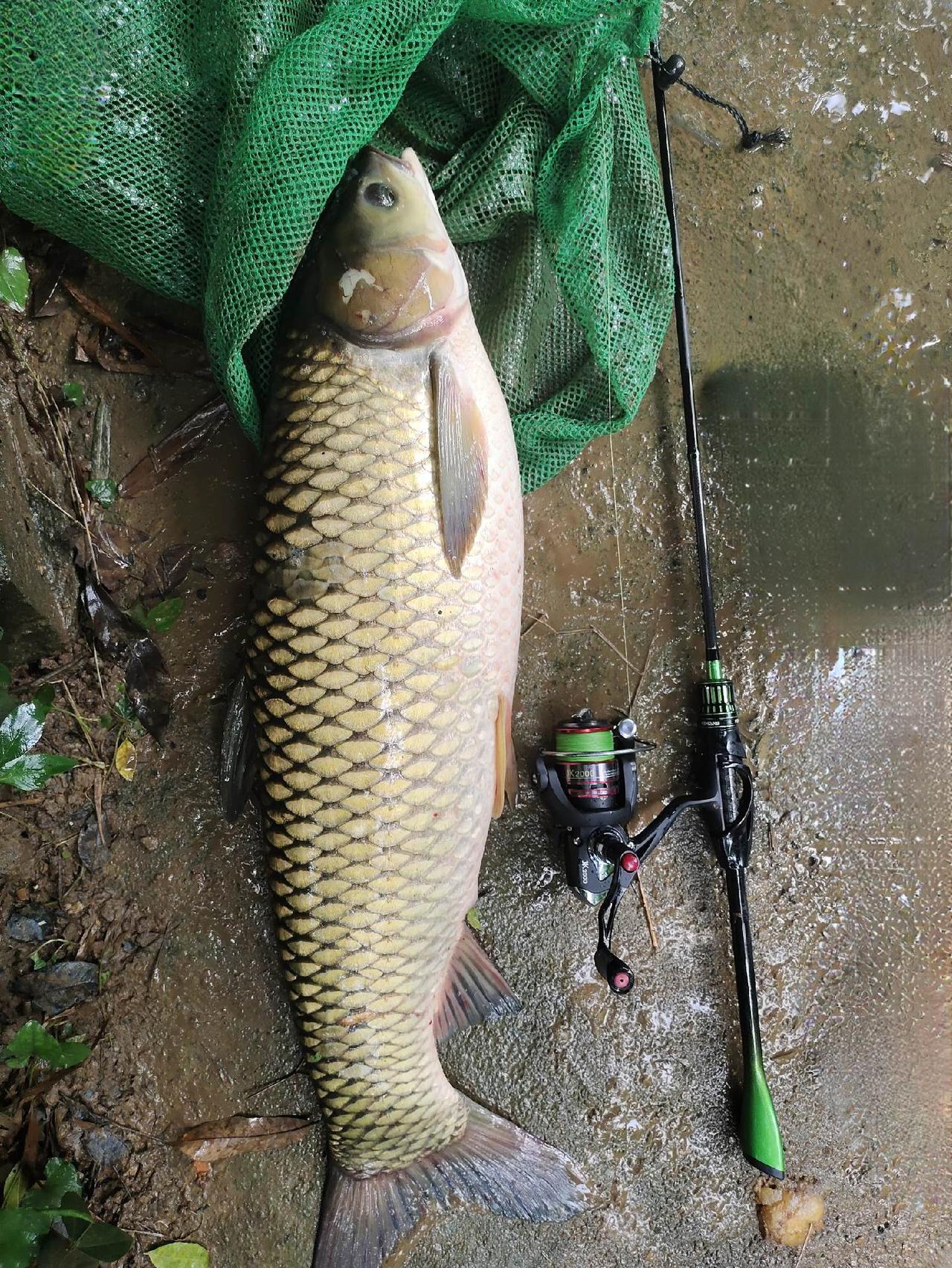 可换把的孙子兵法，大物版S1Pro，新品天璇·金，从细到粗，从便宜到小贵，都有不