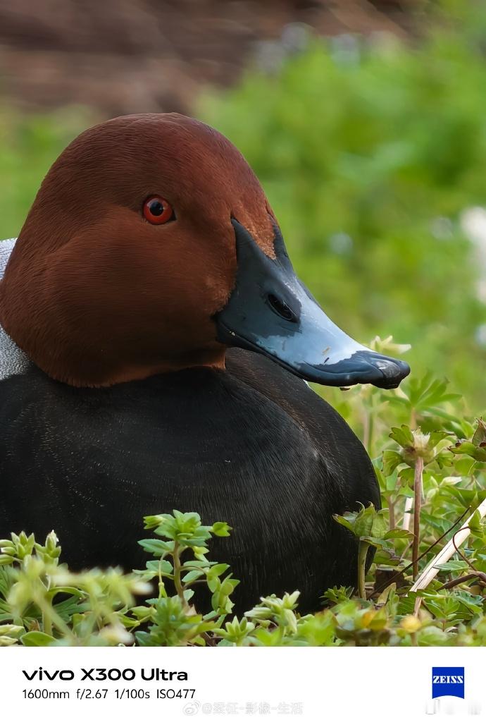 vivo长焦下的鸟类图鉴 以前看老法师打鸟，基本都是长枪短炮一整套，光带这些设备