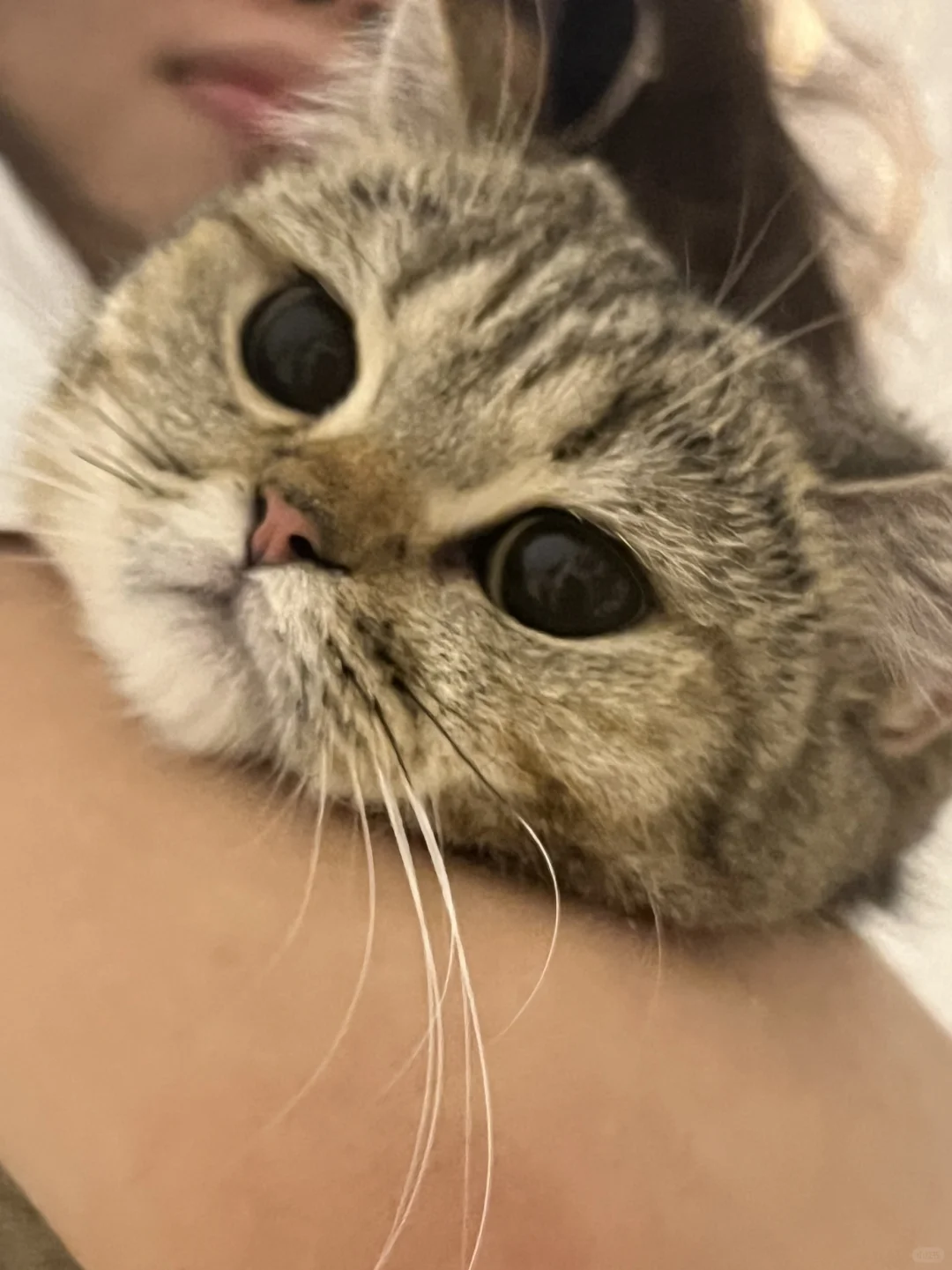 一颗猫猫头